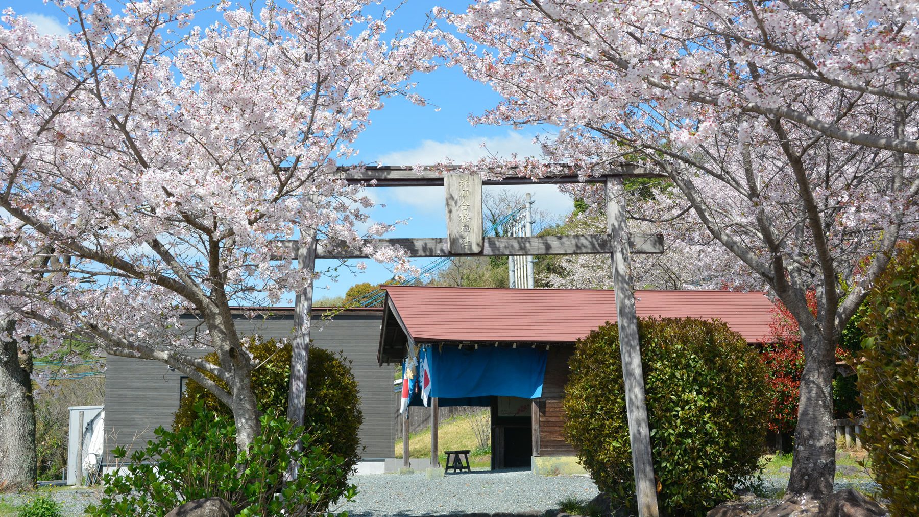 鳥居と桜2022